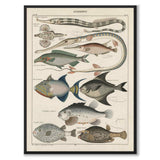 Oken Naturalia - Fish as a vintage illustration and poster from Historly – full image without white border