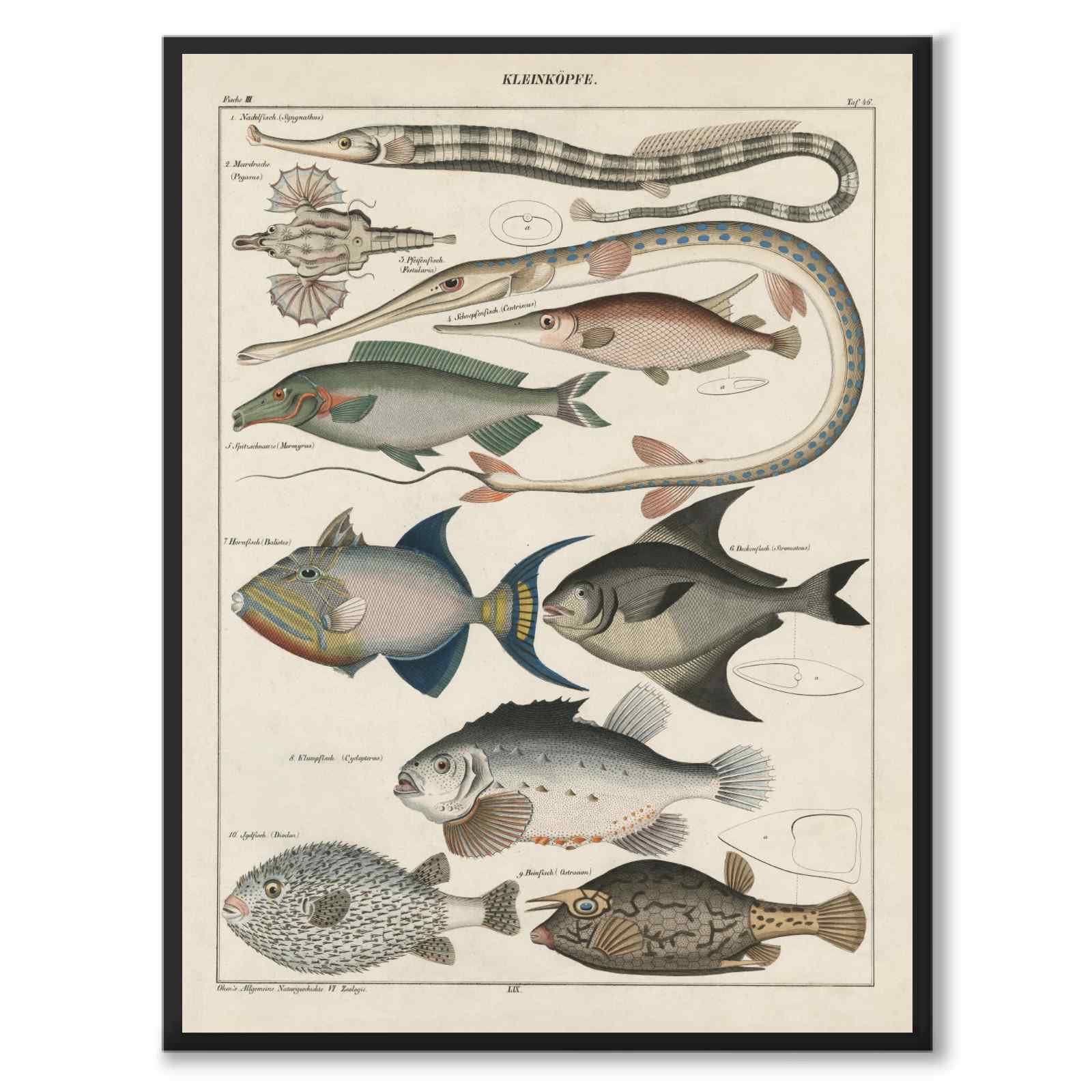 Oken Naturalia - Fish as a vintage illustration and poster from Historly – full image without white border
