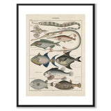 Oken Naturalia - Fish as a vintage illustration and poster from Historly – with white border without title