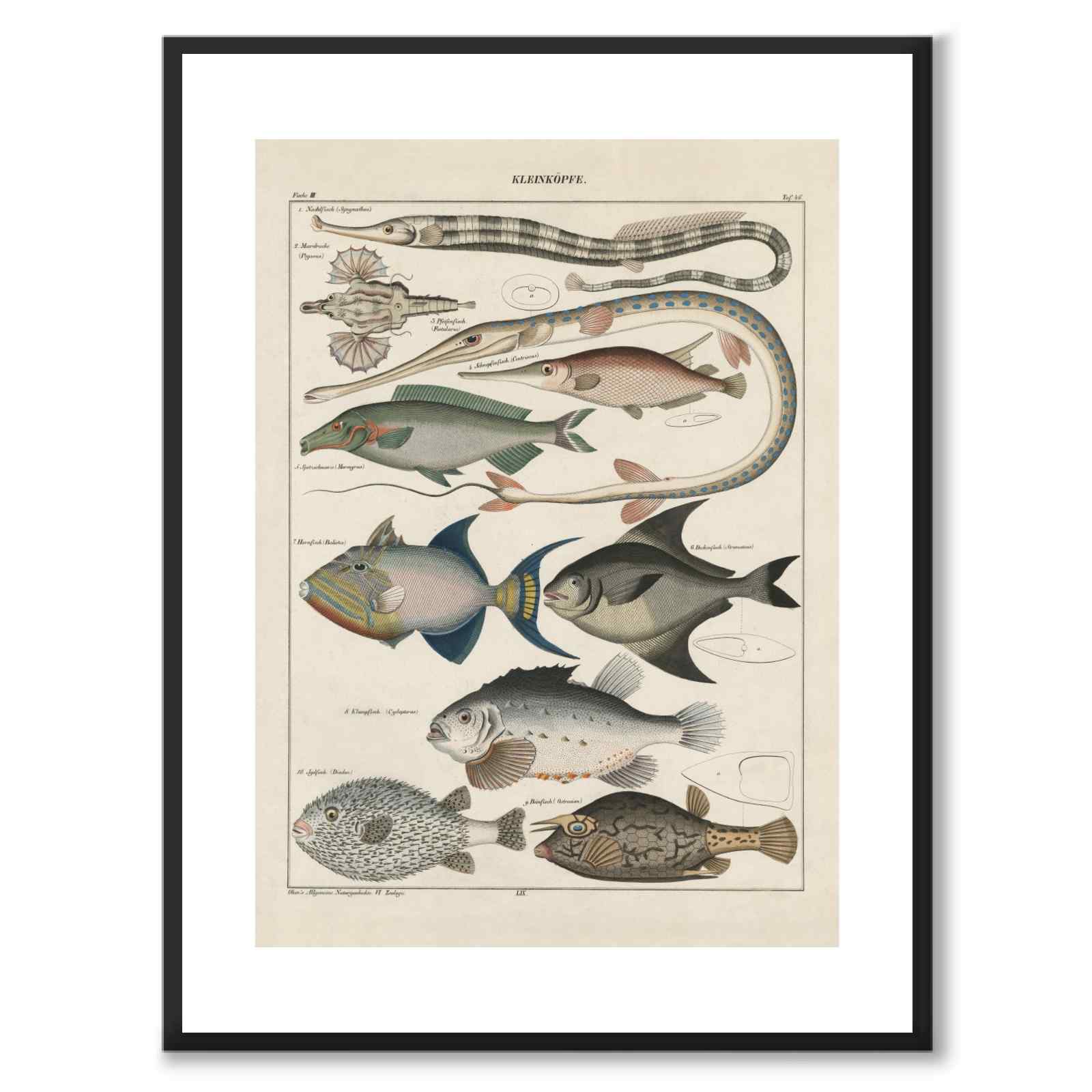 Oken Naturalia - Fish as a vintage illustration and poster from Historly – with white border without title
