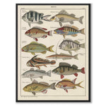 Oken Naturalia - Perch as a vintage illustration and poster from Historly – full image without white border