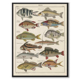 Oken Naturalia - Perch as a vintage illustration and poster from Historly – full image without white border