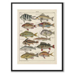 Oken Naturalia - Perch as a vintage illustration and poster from Historly – with white border without title