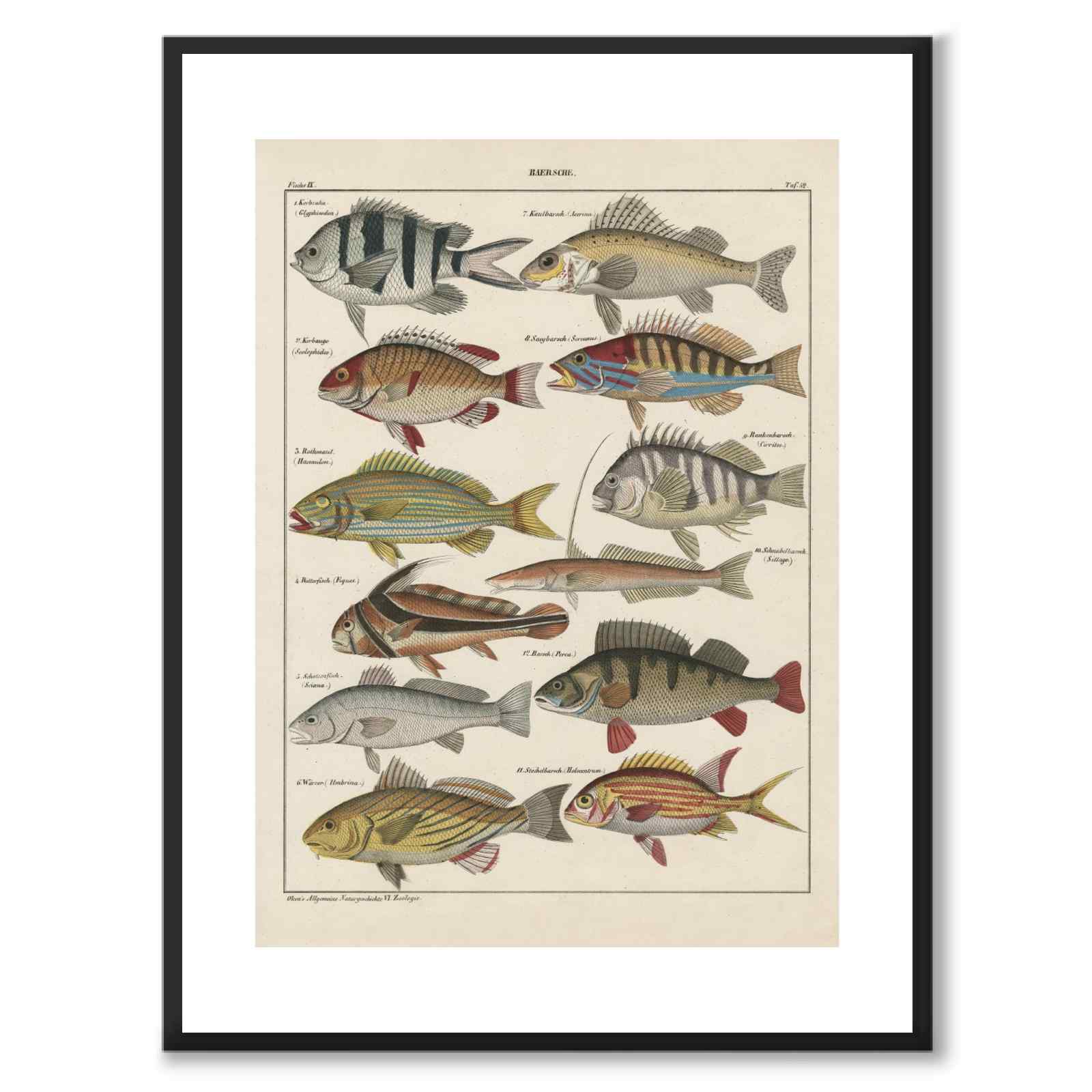 Oken Naturalia - Perch as a vintage illustration and poster from Historly – with white border without title