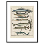 Oken Naturalia - Gäddor som vintageillustration och poster från Historly – med vit kant utan titel