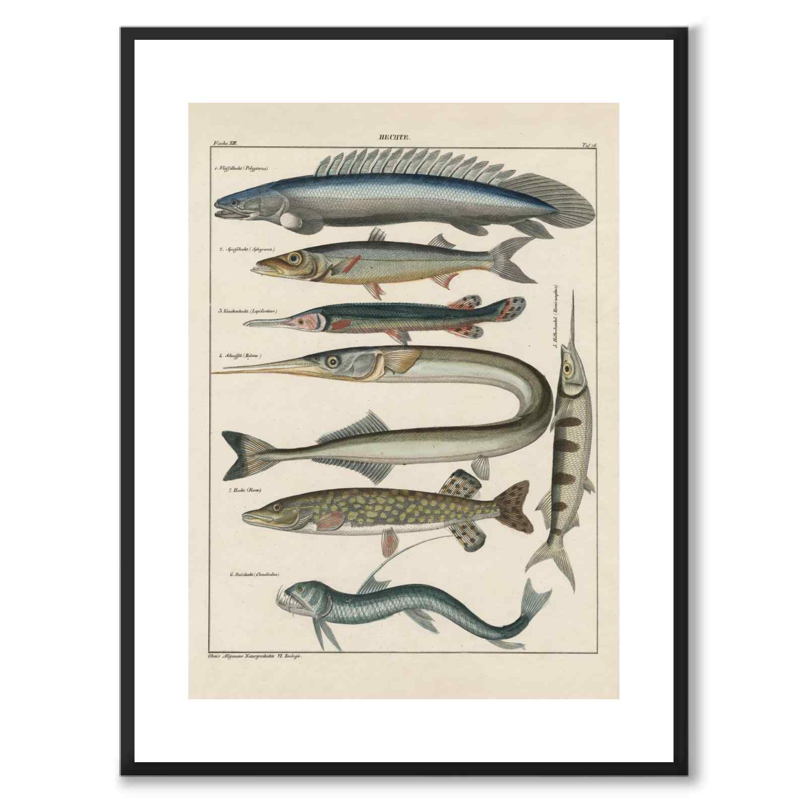 Oken Naturalia - Gäddor som vintageillustration och poster från Historly – med vit kant utan titel