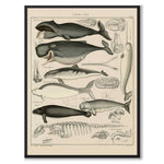 Oken Naturalia - Valar som vintageillustration och poster från Historly – helbild utan vit kant