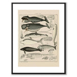 Oken Naturalia - Valar som vintageillustration och poster från Historly – med vit kant utan titel