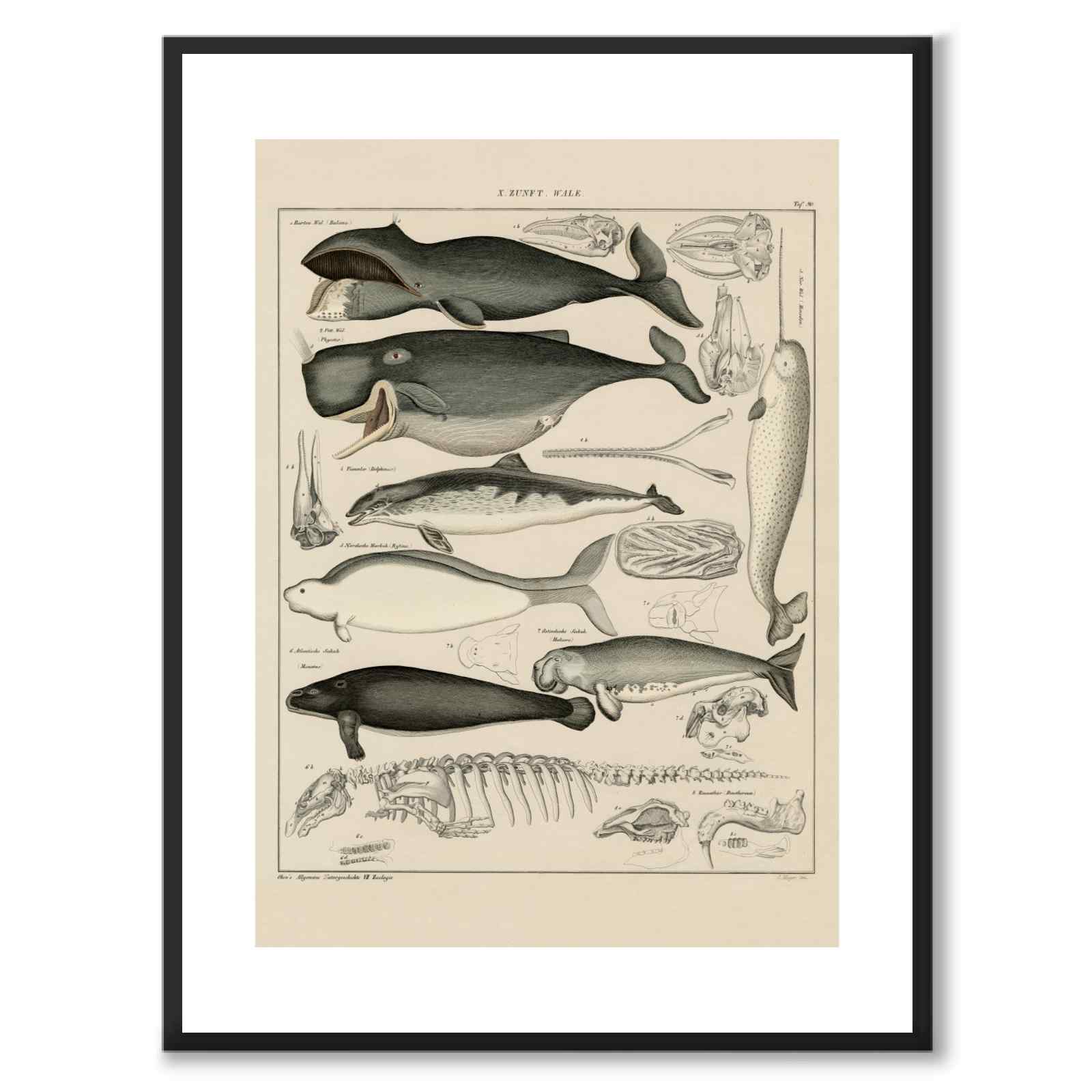 Oken Naturalia - Valar som vintageillustration och poster från Historly – med vit kant utan titel