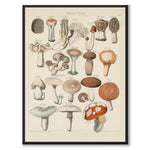 Oken Naturalia - Edible Mushrooms as a vintage illustration and poster from Historly – full image without white border