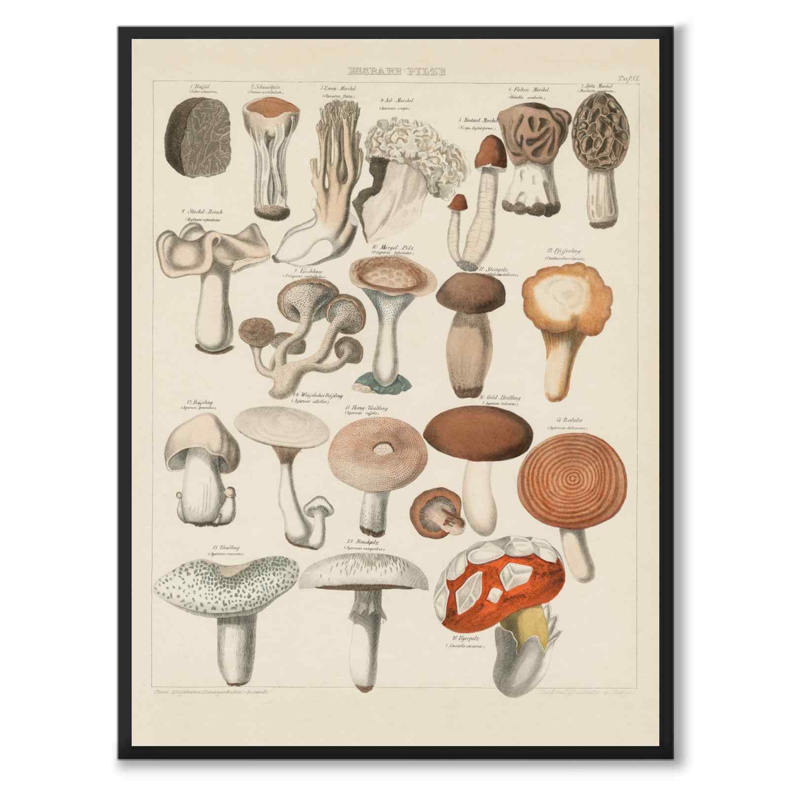 Oken Naturalia - Ätbara svampar som vintageillustration och poster från Historly – helbild utan vit kant