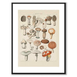 Oken Naturalia - Edible Mushrooms as a vintage illustration and poster from Historly – with white border and without title