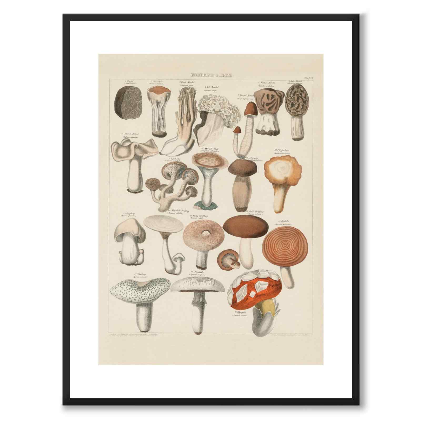 Oken Naturalia - Edible Mushrooms as a vintage illustration and poster from Historly – with white border and without title