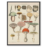 Oken Naturalia - Poisonous Mushrooms as a vintage illustration and poster from Historly – full image without white border