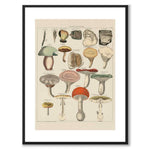 Oken Naturalia - Poisonous Mushrooms as a vintage illustration and poster from Historly – with white border without title