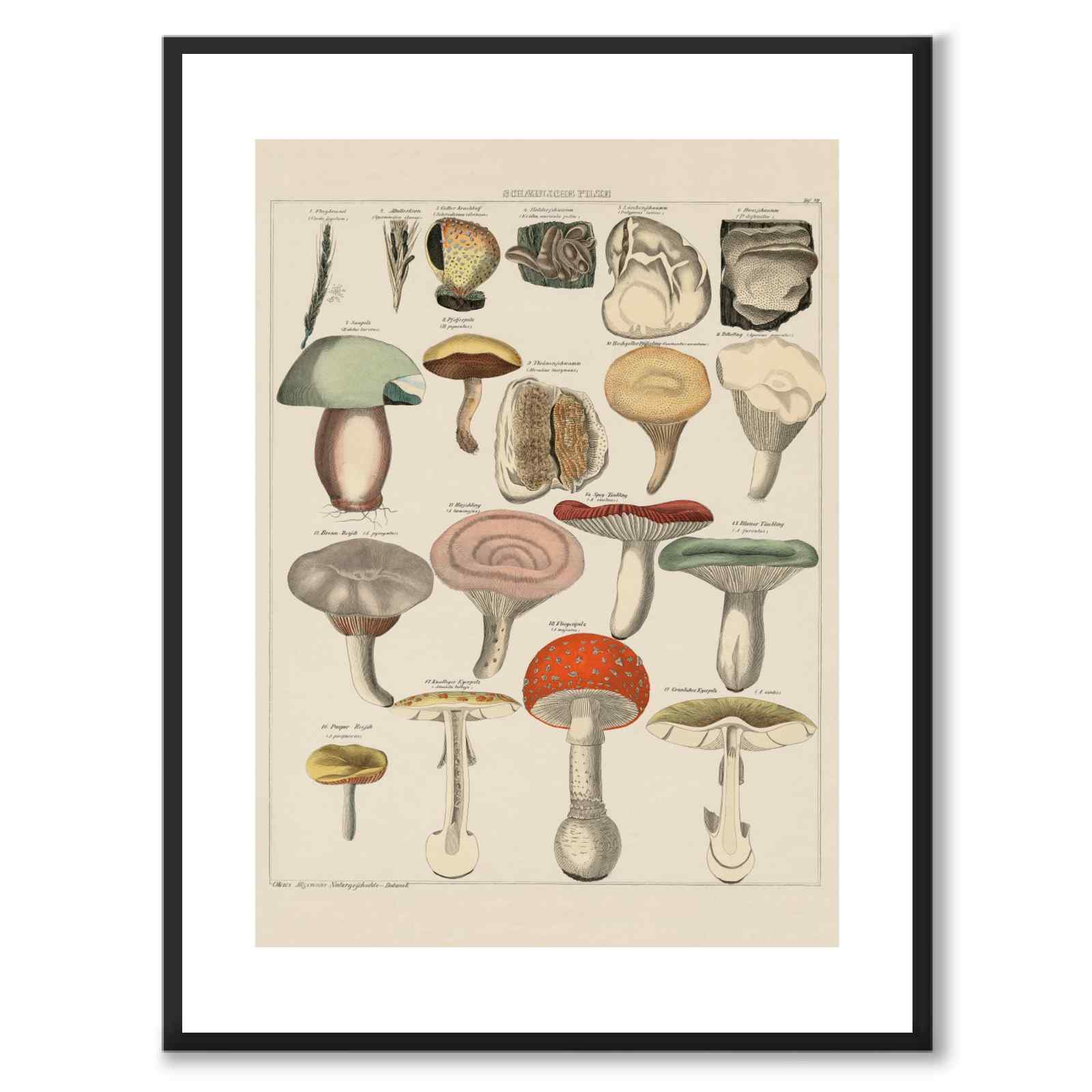 Oken Naturalia - Poisonous Mushrooms as a vintage illustration and poster from Historly – with white border without title