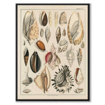 Oken Naturalia - Shells as vintage illustration and poster from Historly – full image without white border