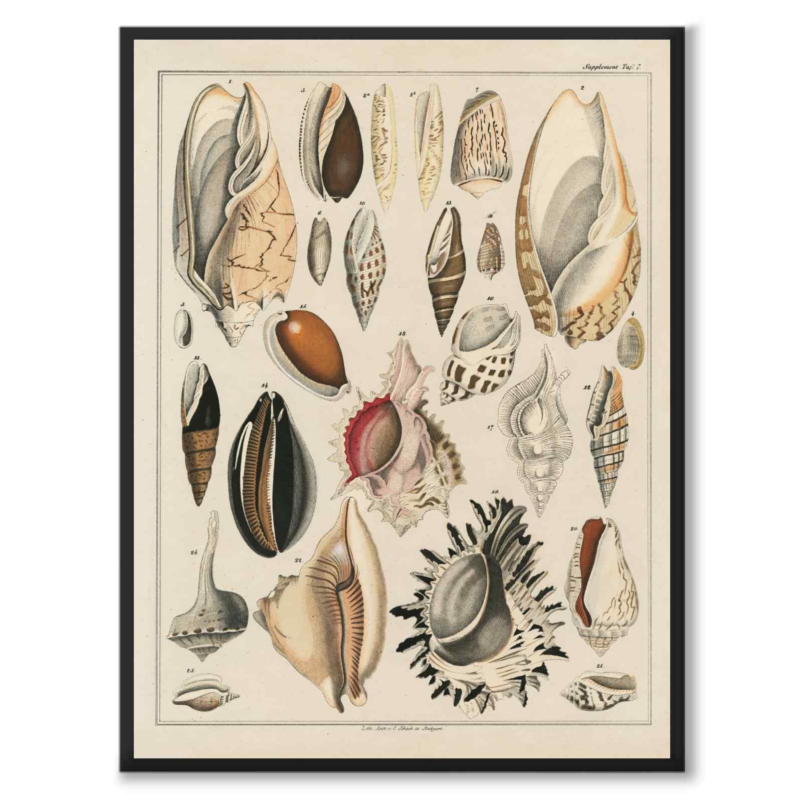 Oken Naturalia - Shells as vintage illustration and poster from Historly – full image without white border