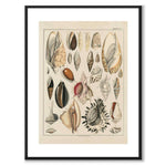 Oken Naturalia - Shells as vintage illustration and poster from Historly – with white border without title