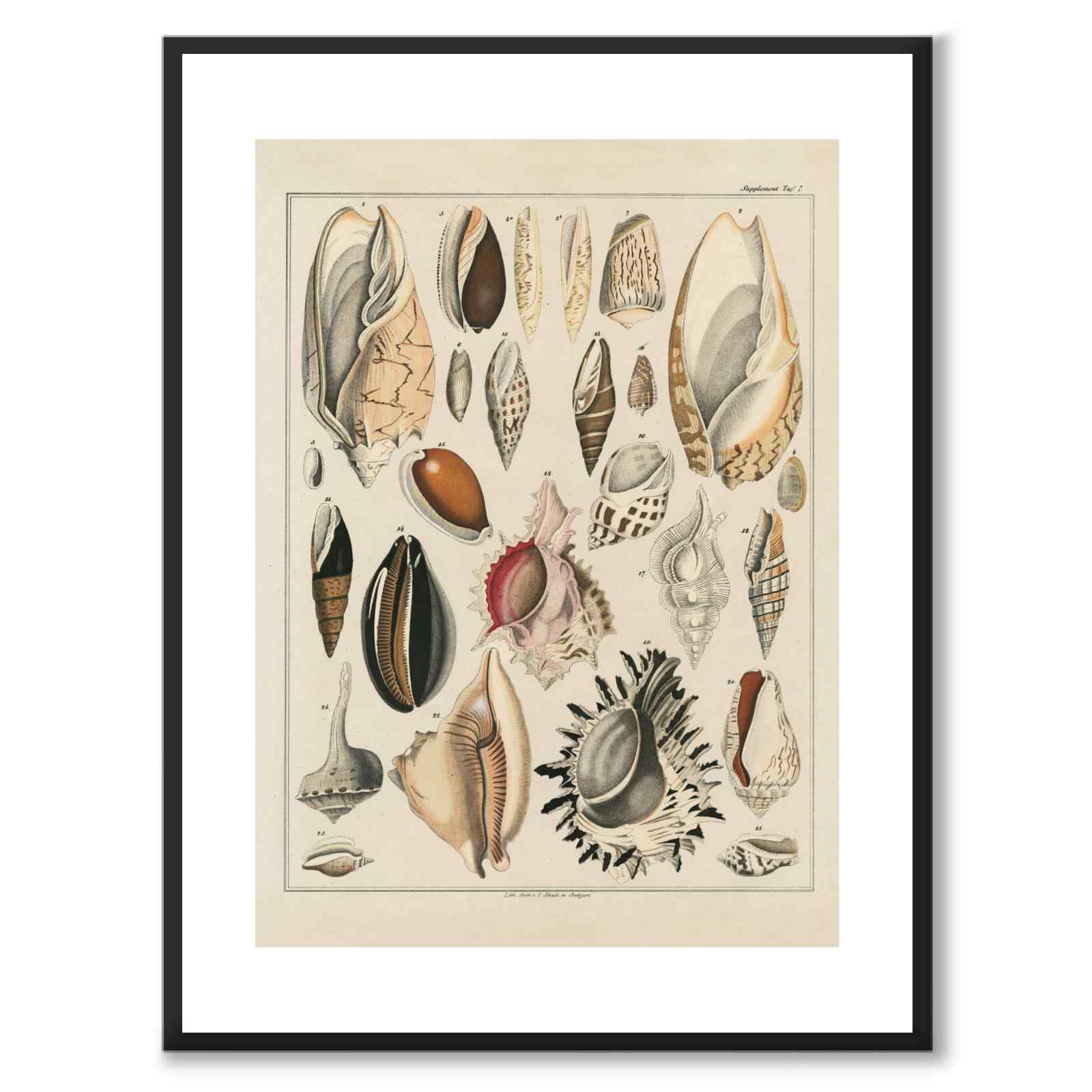 Oken Naturalia - Shells as vintage illustration and poster from Historly – with white border without title