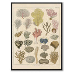 Oken Naturalia - Corals as a vintage illustration and poster from Historly – full image without white border