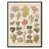 Oken Naturalia - Corals as a vintage illustration and poster from Historly – full image without white border