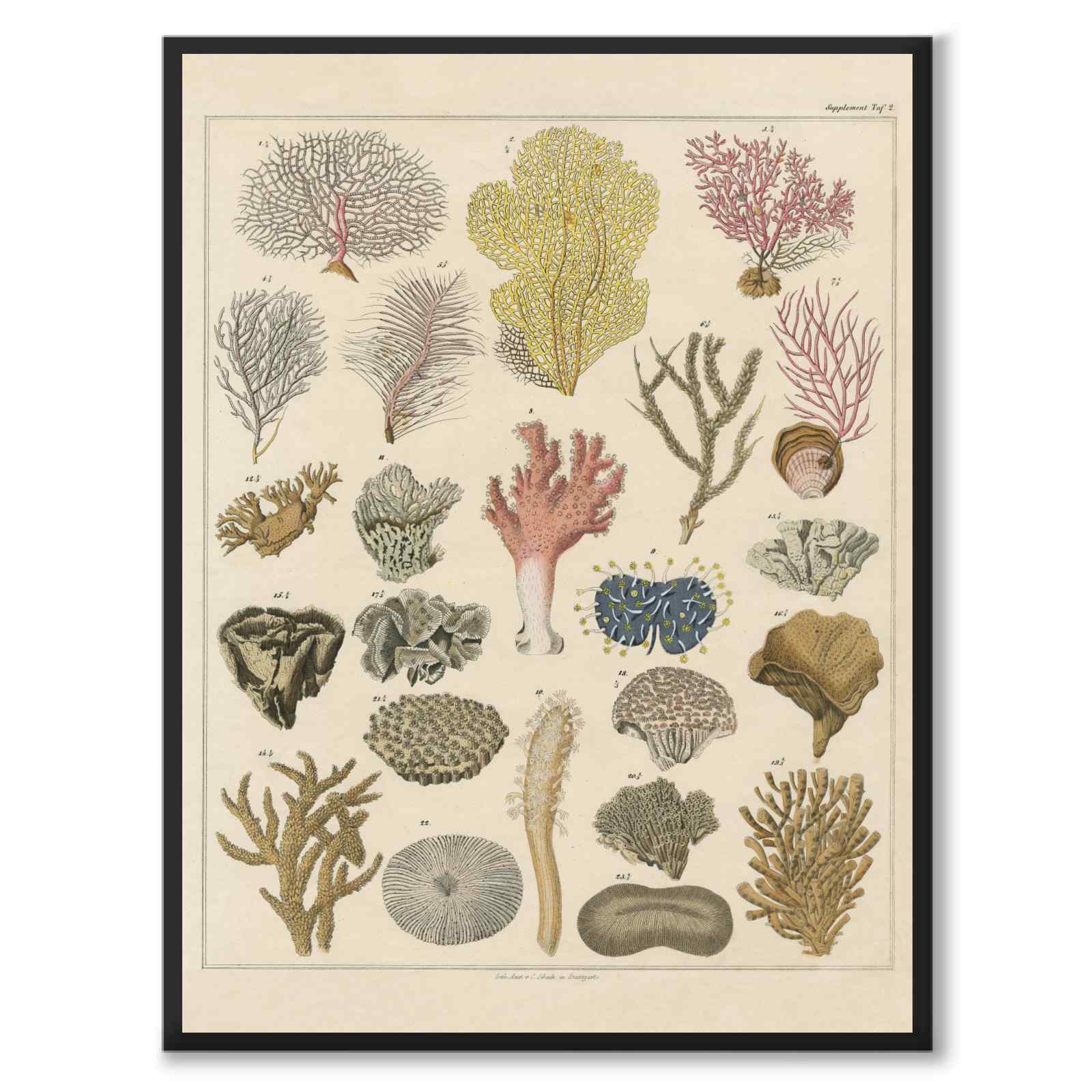 Oken Naturalia - Koraller som vintageillustration och poster från Historly – helbild utan vit kant