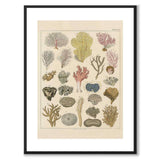 Oken Naturalia - Corals as a vintage illustration and poster from Historly – with white border without title