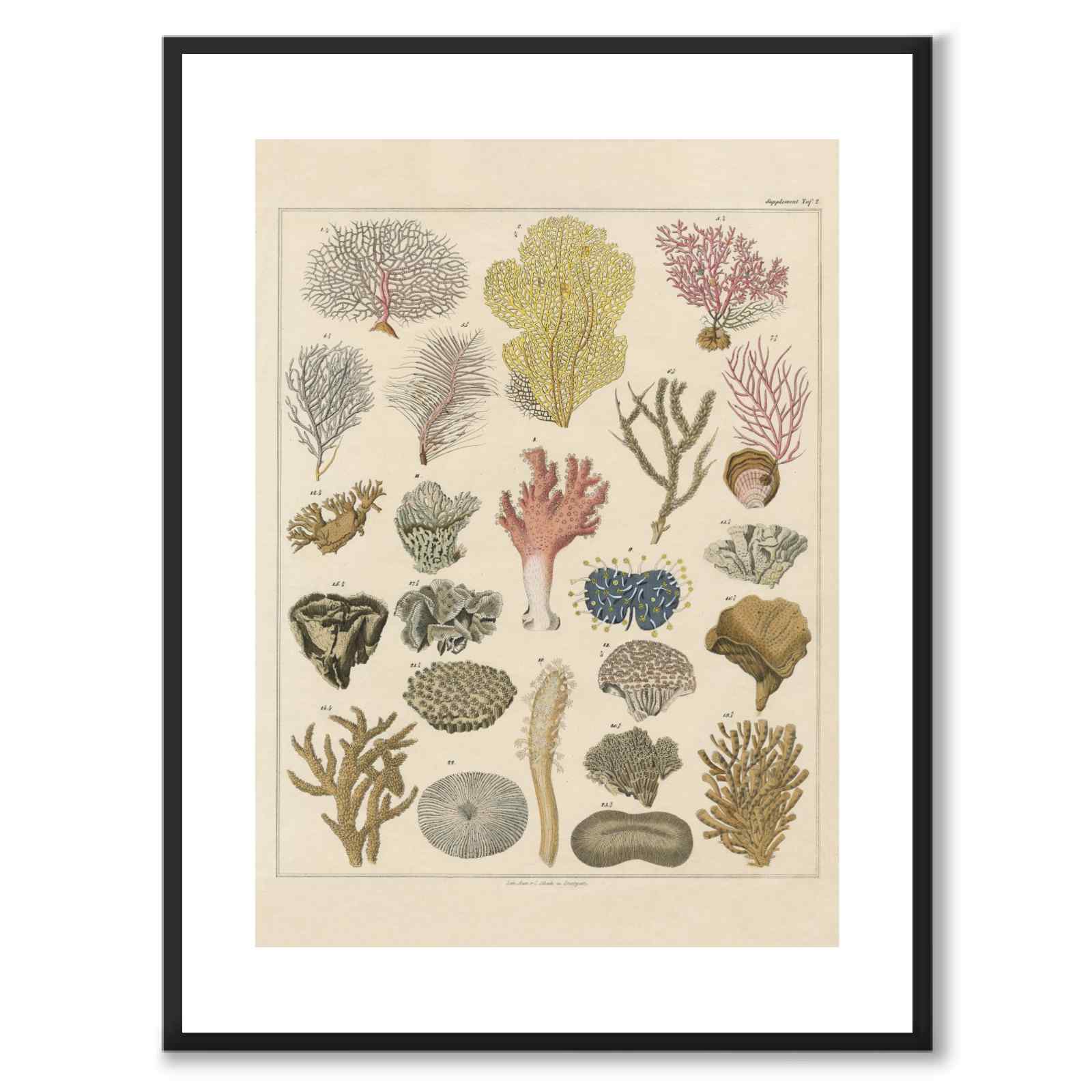 Oken Naturalia - Corals as a vintage illustration and poster from Historly – with white border without title