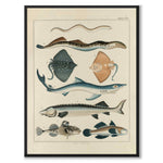 Oken Naturalia - Fish as a vintage illustration and poster from Historly – full image without white border