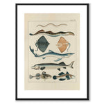 Oken Naturalia - Fish as a vintage illustration and poster from Historly – with white border without title