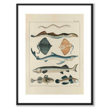 Oken Naturalia - Fish as a vintage illustration and poster from Historly – with white border without title