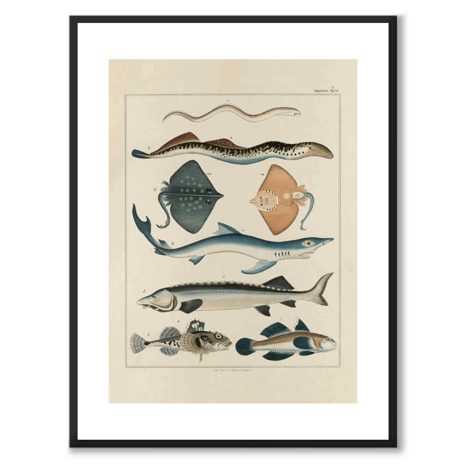 Oken Naturalia - Fish as a vintage illustration and poster from Historly – with white border without title