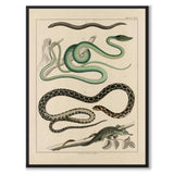 Oken Naturalia - Snakes and Lizards as a vintage illustration and poster from Historly – full image without white border