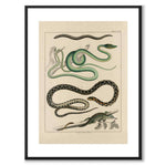 Oken Naturalia - Snakes and Lizards as a vintage illustration and poster from Historly – with white border without title