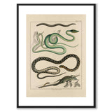 Oken Naturalia - Snakes and Lizards as a vintage illustration and poster from Historly – with white border without title