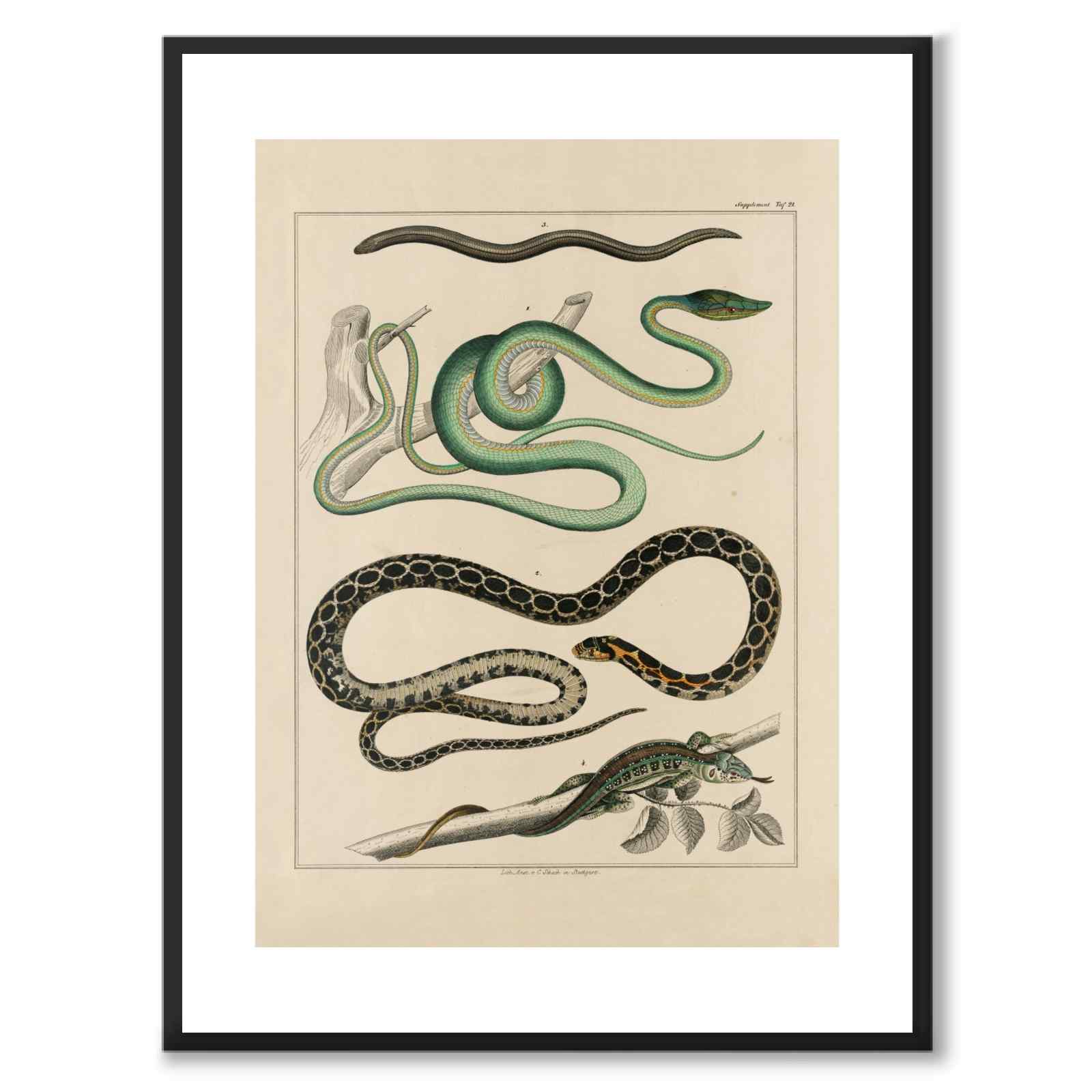 Oken Naturalia - Snakes and Lizards as a vintage illustration and poster from Historly – with white border without title