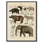 Oken Naturalia - Exotic animals as a vintage illustration and poster from Historly – full image without white border