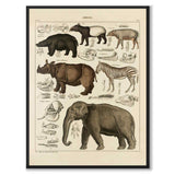 Oken Naturalia - Exotic animals as a vintage illustration and poster from Historly – full image without white border