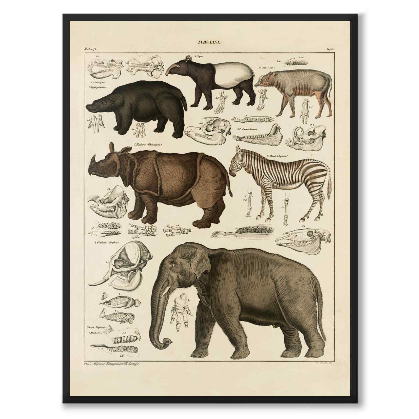 Oken Naturalia - Exotic animals as a vintage illustration and poster from Historly – full image without white border