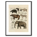 Oken Naturalia - Exotic animals as a vintage illustration and poster from Historly – with white border without title