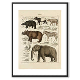 Oken Naturalia - Exotic animals as a vintage illustration and poster from Historly – with white border without title