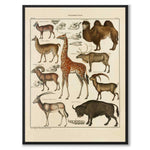 Oken Naturalia - Exotiska djur som vintageillustration och poster från Historly – helbild utan vit kant
