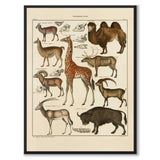 Oken Naturalia - Exotiska djur som vintageillustration och poster från Historly – helbild utan vit kant