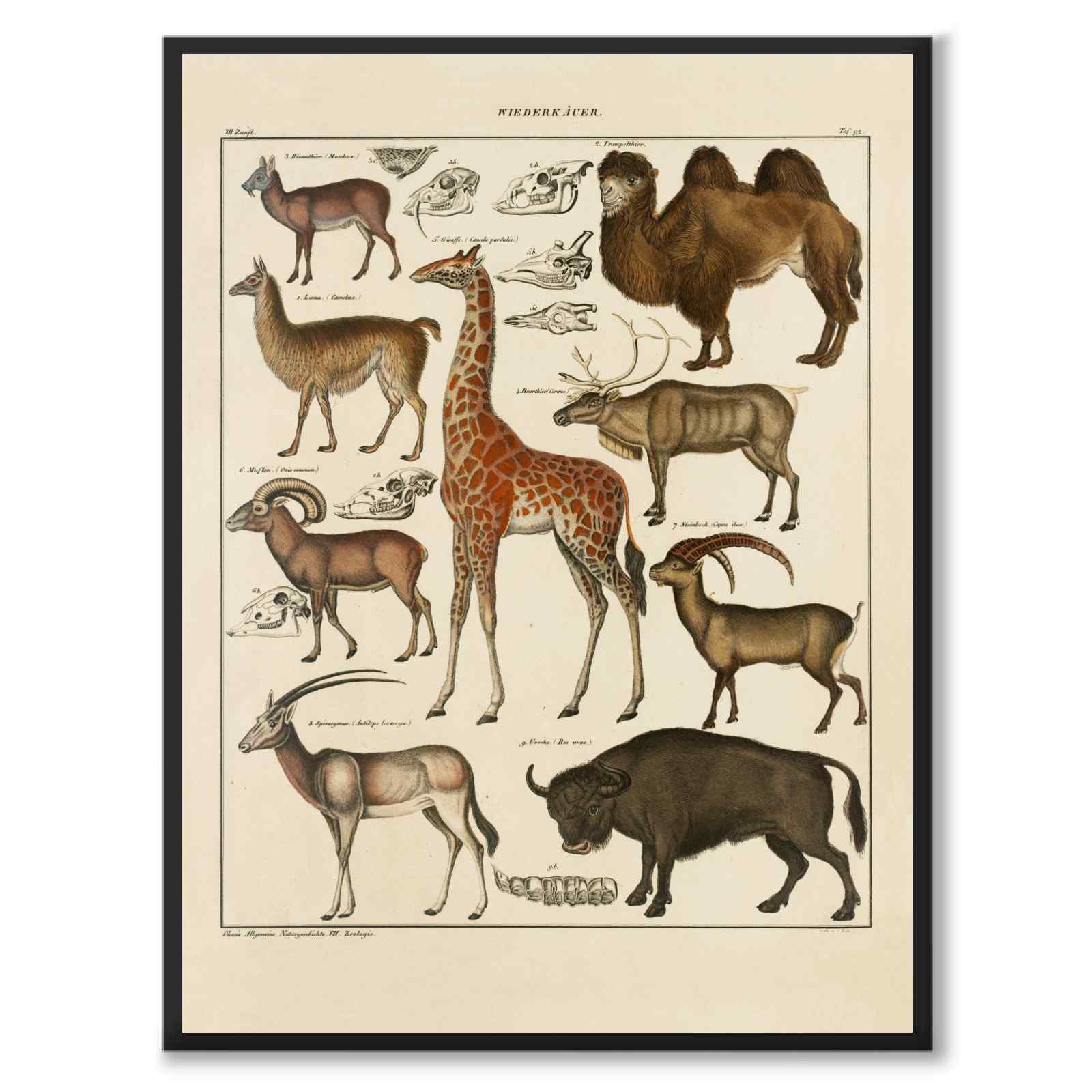 Oken Naturalia - Exotiska djur som vintageillustration och poster från Historly – helbild utan vit kant