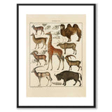 Oken Naturalia - Exotiska djur som vintageillustration och poster från Historly – med vit kant utan titel