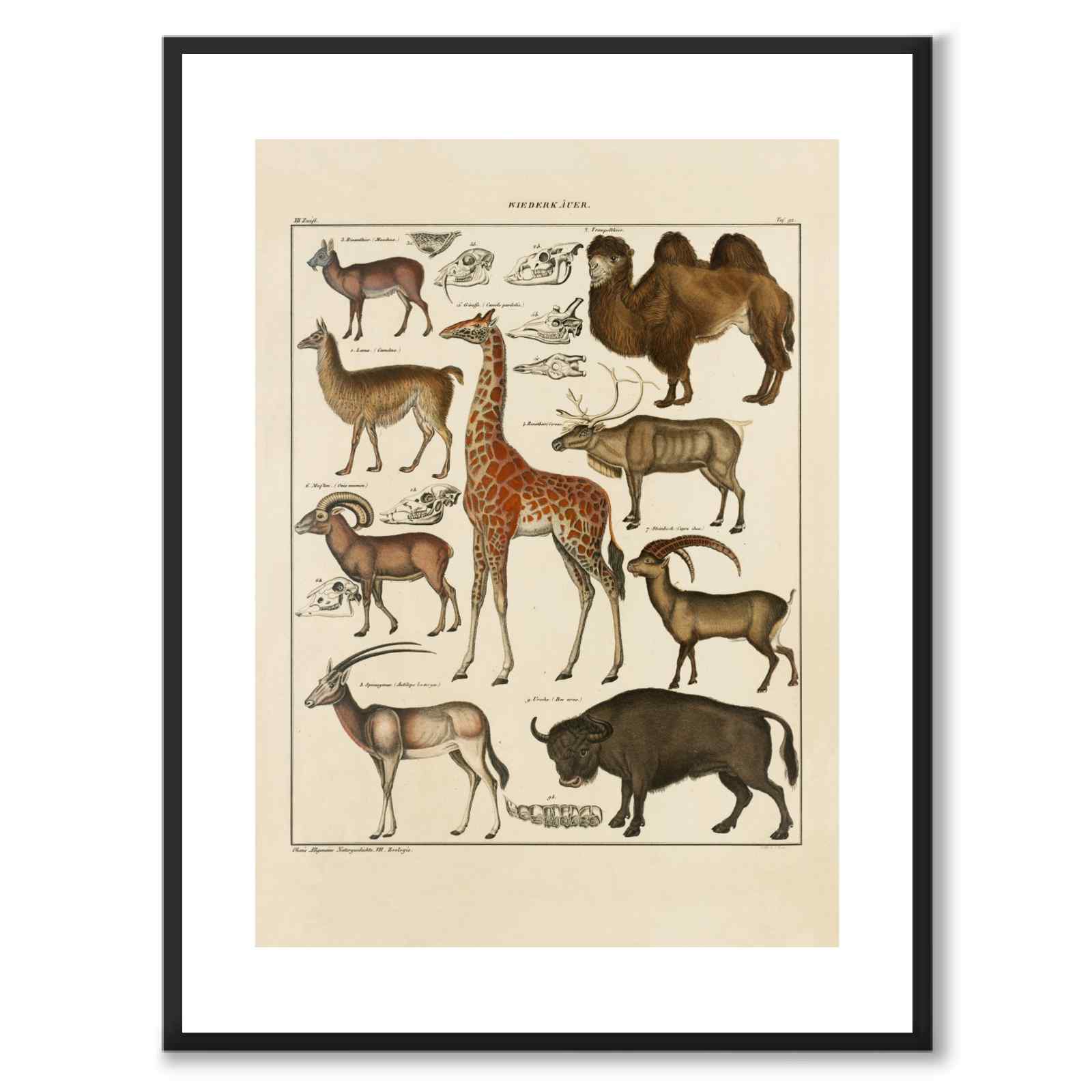 Oken Naturalia - Exotiska djur som vintageillustration och poster från Historly – med vit kant utan titel
