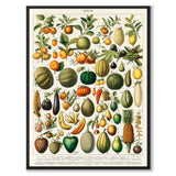 Frukter som vintageillustration och poster från Historly – helbild utan vit kant