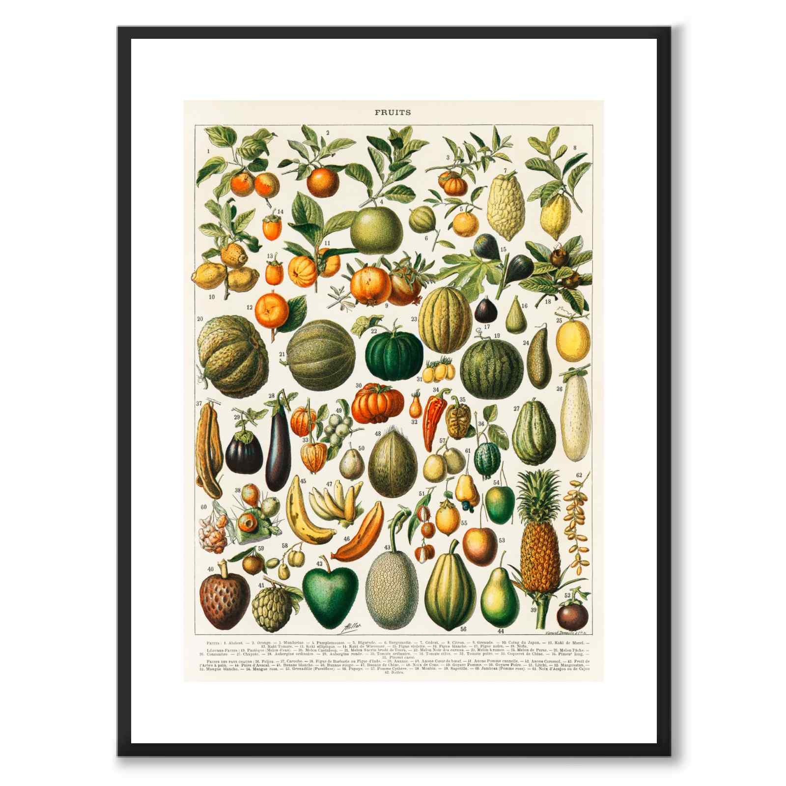 Frukter som vintageillustration och poster från Historly – med vit kant utan titel