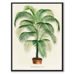 Cocos Weddelliana som vintageillustration och poster från Historly – helbild utan vit kant